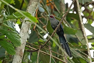 Black-bellied Malkoha (Phaenicophaeus diardi diardi) adult, perched on vine, Taman Negara N. P