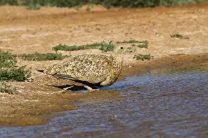 Black-bellied Sandgrouse (Pterocles orientalis) adult female, drinking at pool, Aragon, Spain, july