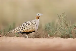 Zaragoza Prints: Black-bellied Sandgrouse (Pterocles orientalis) adult male