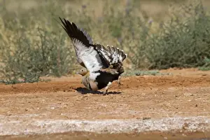 Black-bellied Sandgrouse (Pterocles orientalis) adult male, displaying with wings raised at edge of pool, Aragon