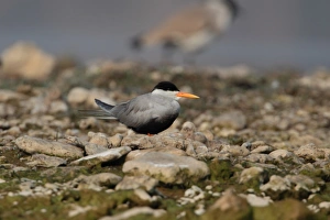 Terns Prints: Black-bellied Tern (Sterna acuticauda) adult