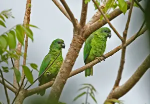 Parrot Prints: Black-billed Amazon Parrot (Amazona agilis) adult pair