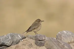 Tyrant Flycatcher Prints: Black-billed Shrike-tyrant (Agriornis montanus) adult