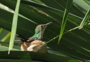 Black-billed Streamertail (Trochilus scitulus) adult female, panting in hot sun, sitting on nest in palm, Port Antonio