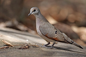 Dove Prints: Black-billed Wood Dove (Turtur abyssinicus) adult, standing on ground, Gambia, january