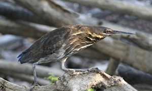 Black Bittern (Ixobrychus flavicollis) adult, standing on branch at edge of water, Kakadu N. P