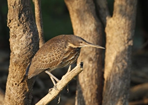 River Side Prints: Black Bittern (Ixobrychus flavicollis) juvenile