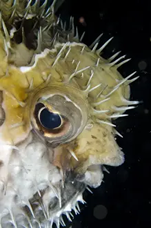 Defence Prints: Black-blotched Porcupinefish (Diodon liturosus) adult