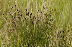 Black Bog-rush (Schoenus nigricans) flowering, Market Weston Fen, Market Weston, Little Ouse Valley, Suffolk, England, may