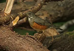 Black-breasted Thrush (Turdus dissimilis) adult female, standing on log, Doi Ang Khang, Chiang Mai Province, Thailand