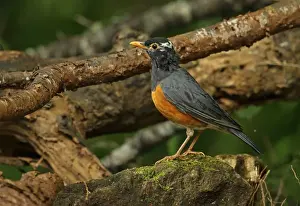 Thrush Prints: Black-breasted Thrush (Turdus dissimilis) adult male