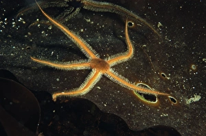 Highland Prints: Black Brittlestar (Ophiocomina nigra) adult