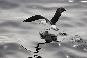 Black-browed Albatross (Thalassarche melanophrys) adult, taking off from water, Southern Ocean, off South America, november