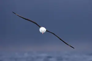 Black-browed Albatross (Thalassarche melanophrys) adult, in flight, Southern Ocean, near South Georgia, november