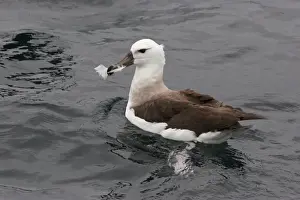 Black-browed Albatross (Thalassarche melanophrys) immature, first winter plumage, carrying feather in beak at sea, off Quintero, Chile, november