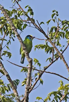 Black-browed Barbet (Megalaima oorti annamensis) adult male, perched on branch, Dakdam Highland, Cambodia, January