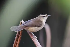 Black-browed Reed-warbler (Acrocephalus bistrigiceps) adult, perched on stem, Long Valley, Hong Kong, China, october