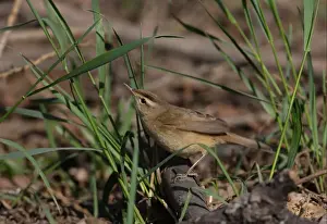 Black-browed Reed-warbler (Acrocephalus bistrigiceps) adult, standing on fallen stick, Beidaihe, Hebei, China, may