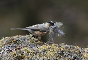 Feather Prints: Black-browed Tit (Aegithalos bonvaloti) adult
