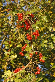 Hedgerow Prints: Black Bryony (Tamus communis) berries