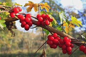 Black Bryony (Tamus communis) close-up of berries, twining on Field Maple (Acer campestre) branch in ancient woodland, Wolves Wood RSPB Reserve, Hadleigh, Suffolk, England, november