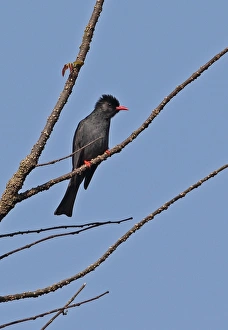 Indochina Prints: Black Bulbul (Hypsipetes leucocephalus) adult
