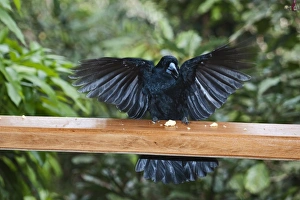 Spreading Prints: Black Butcherbird (Cracticus quoyi) adult