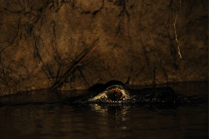 Crocodilia Prints: Black Caiman (Melanosuchus niger) adult