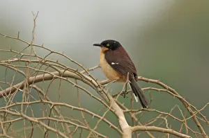 Black-capped Donacobius (Donacobius atricapilla) adult, perched on twigs, Transpantaneira, Mato Grosso, Brazil