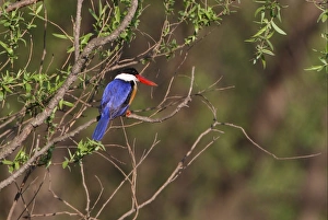 Black Capped Prints: Black-capped Kingfisher (Halcyon pileata) adult