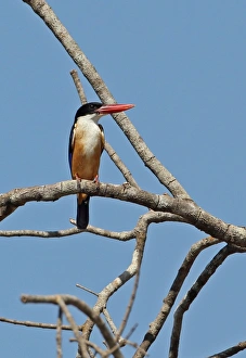 Black-capped Kingfisher (Halcyon pileata) adult, perched on branch, Kratie, Cambodia, January