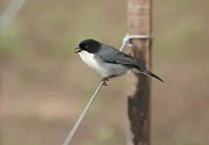 Thraupidae Prints: Black-capped Warbling-finch (Poospiza melanoleuca) juvenile