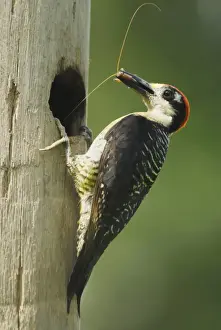 Costa Rican Prints: Black-cheeked Woodpecker (Melanerpes pucherani) adult male