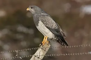 Fence Posts Prints: Black-chested Buzzard-eagle (Geranoaetus melanoleucus) adult