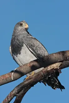 Black-chested Buzzard-eagle (Geranoaetus melanoleucus) adult, perched on branch, Ushuaia, Tierra del Fuego, Argentina, august