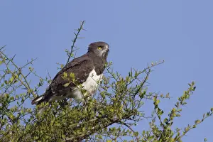 Mara Prints: Black-chested Snake-eagle (Circaetus pectoralis) adult