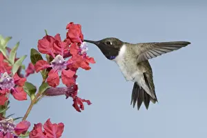 Hovering Prints: Black-chinned Hummingbird (Archilochus alexandri) adult male