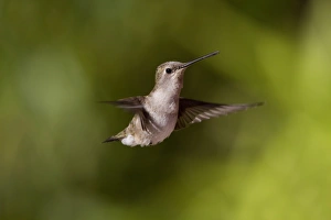 Utah Prints: Black Chinned Hummingbird female hovering