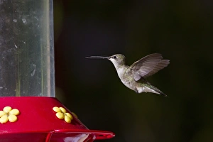 Black Chinned Hummingbird female hovering by feeder