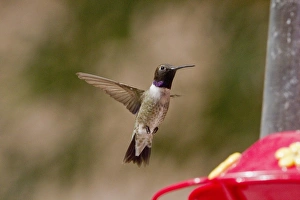 Black Chinned Hummingbird male hovering by feeder. note the Iridescent purple neck band