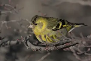 Finch Prints: Black-chinned Siskin (Carduelis barbata) immature male
