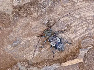 Longhorns Prints: Black-clouded Longhorn Beetle (Leiopus nebulosus) adult