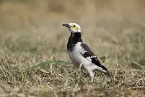 Oriental Prints: Black-collared Starling (Sturnus nigricollis) adult