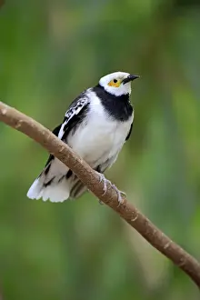 Starling Prints: Black-collared Starling (Sturnus nigricollis) adult, perched on twig (captive)