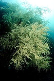 Komodo Prints: Black Coral (Antipathes dichotoma) colony