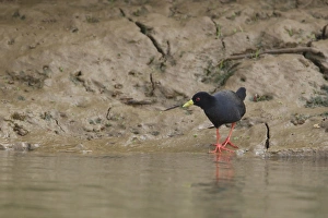 Black Crake (Amaurornis flavirostris) adult, standing on mud at edge of water, Gambia, February
