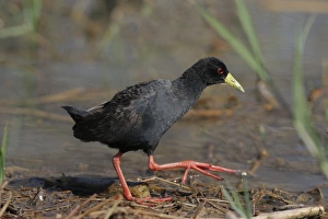 Black Crake (Amaurornis flavirostris) adult, walking at edge of water, Kenya