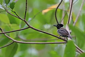 Black Crested Prints: Black-crested Antshrike (Sakesphorus canadensis) adult male