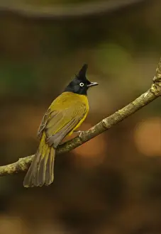 Black-crested Bulbul (Pycnonotus melanicterus) adult, perched on branch, Kaeng Krachan N. P. Thailand, november