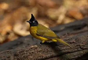 Black-crested Bulbul (Pycnonotus melanicterus xanthops) adult, standing on log, Kaeng Krachan N. P. Thailand, february